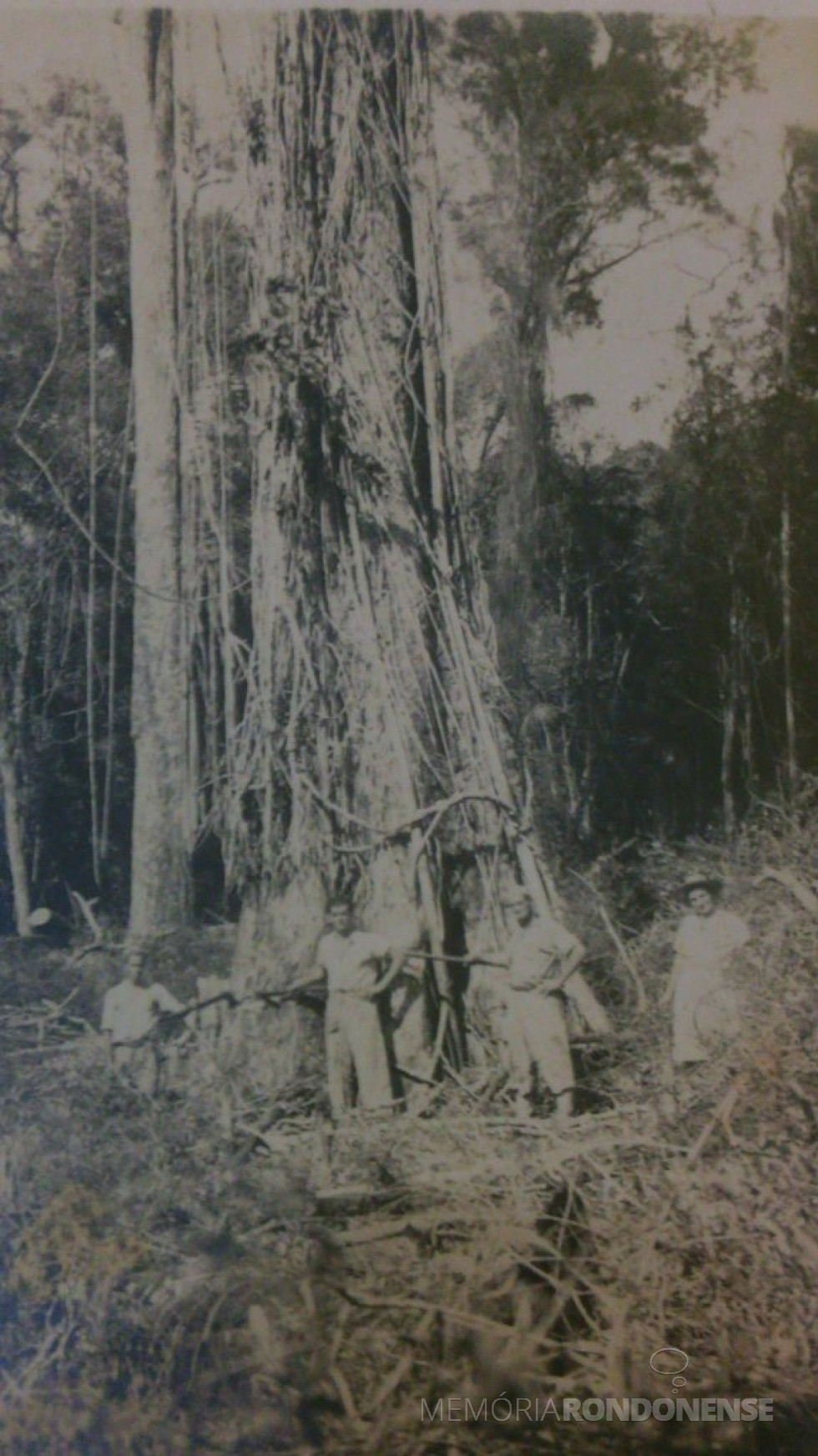 || Benno Weirich e esposa e ajudantes na derrubada de uma frondosa árvore, para abertura de clareira, na atual cidade de Marechal Cândido Rondon.
O pioneiro chegou junto com três primeiros pioneiros.
Imagem: Acervo Clécio Krause - Crédito de Alfredo Krause - FOTO 2 _