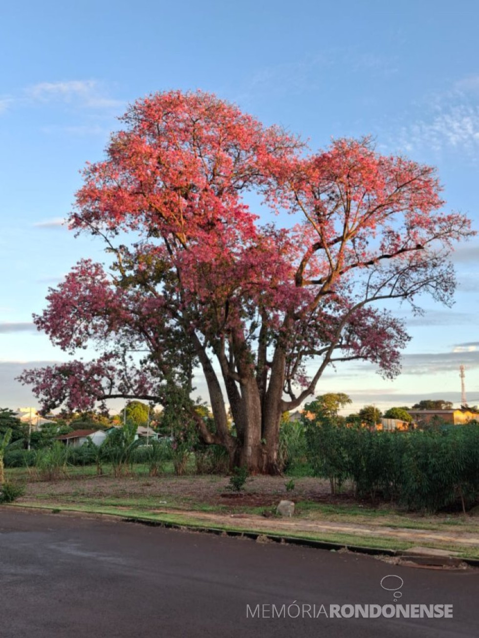 || Paineira (/) em flor no Bairro Boa Vista, Rua São Paulo, em Marechal Cândido Rondon, em 05 de abril de 2025.
Imagem: Acervo e crédito do advogado rondonense Luciano Caetano - FOTO 36 -