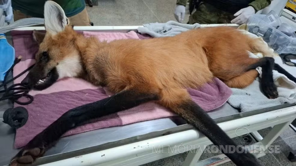 || Lobo-guará resgatado em Foz do Iguaçu, em março de 2025.
Imagem: Acervo Projeto Onças do Iguaçu/Divulgação - FOTO 30 -