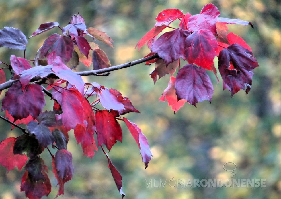 || Imagem que o autor agregou ao texto produzido.
Acervo do autor - FOTO 19 -