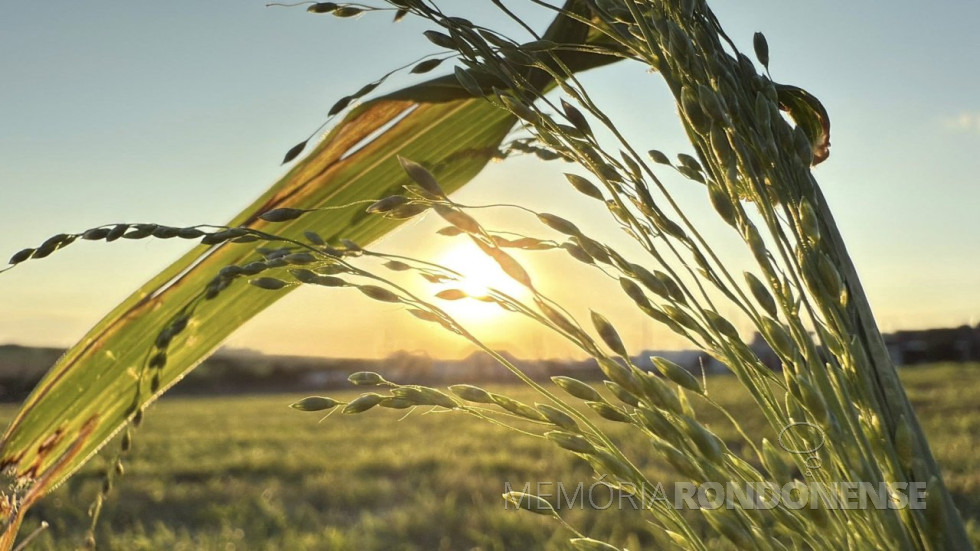 || Pôr do sol na região da cidade de Cascavel (PR), em 16 de junho de 2025.
Imagem: Acervo e crédito de Aílton Santos / Tarobá Cascavel/ Facebook - FOTO 20 -