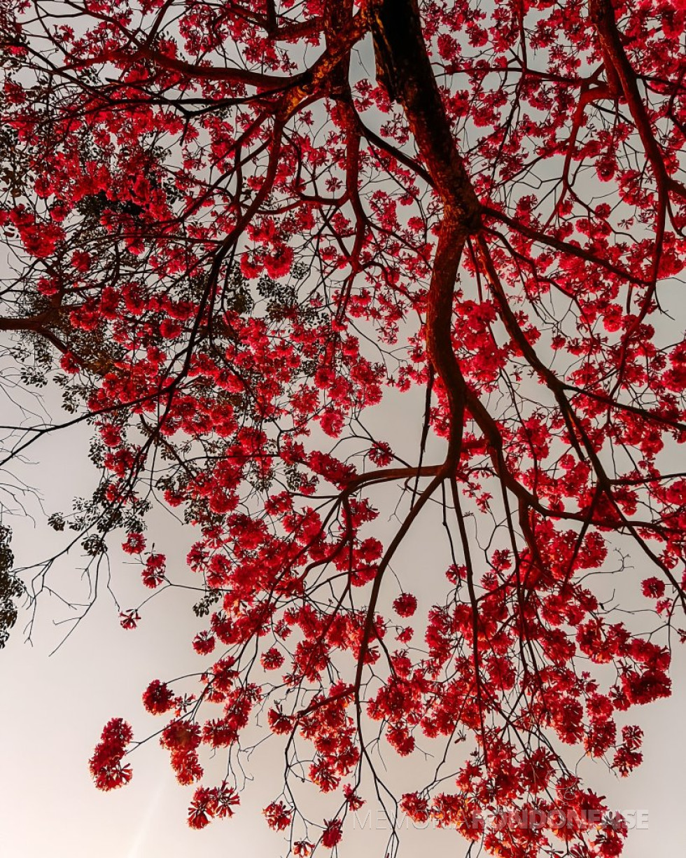 || Florada de ipê-rosa na cidade de Toledo (PR) clicada por Jóder Proença (Joder Phographia), em 22 de julho de 2025. -- FOTO 35 -