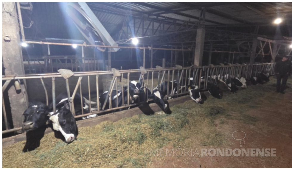 || Rebanho de vacas leiteiras mortas, em julho de 2025.
Imagem: Acervo O Presente - FOTO 25 -