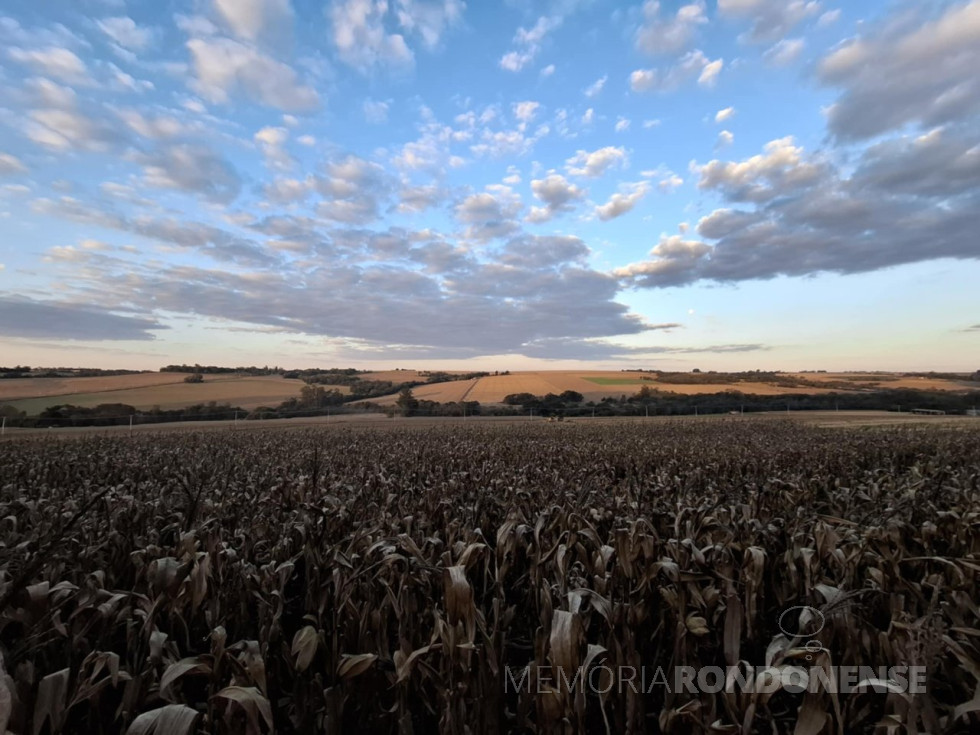 || Final de tarde em Marechal Cândido Rondon, dia 09 de julho de 2025, clicado na Linha Guavirá pelo rondonense Guilherme Favarin Hollmann - FOTO 30 -