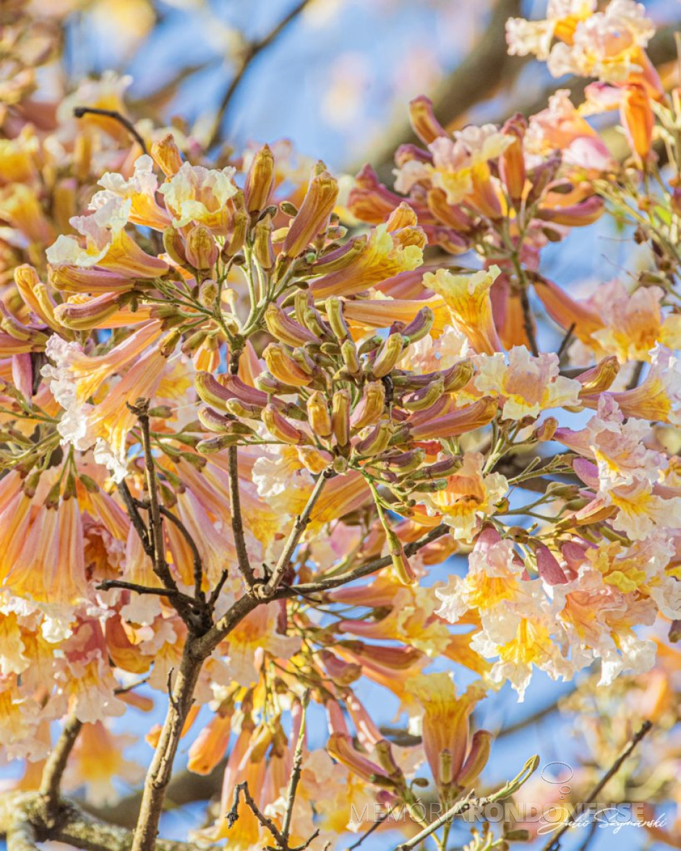 || Vivaz e exuberante florada de um ipê damasco na cidade de Cascavel (PR) fotografada pelo professor e fotógrafo cascavelense Julio Szymasnki, imagem postada em 04 de outubro de 2025 , com o seguinte registro