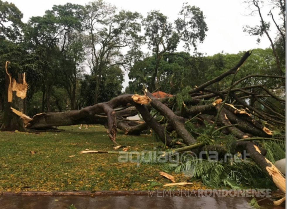 || Árvore mais alta da Praça Willy Barth, na cidade de Marechal Cândido Rondon, derrubada por rajadas de vento do temporal de 02 de outubro de 2019.
Imagem: Acervo AquiAgora.net -  Crédito: Fernanda Bourscheidt - FOTO 15 - 
