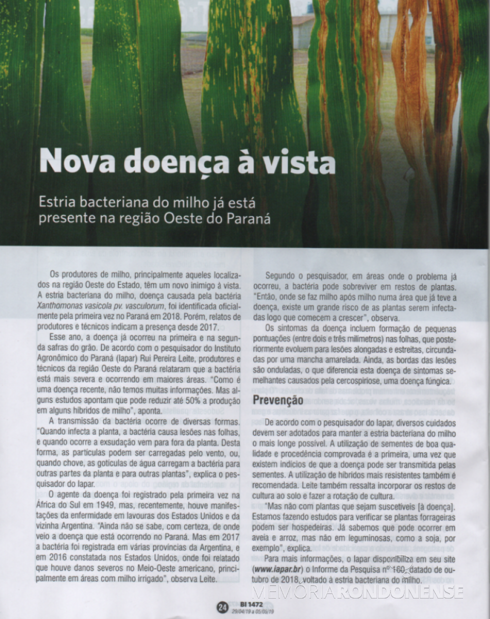 || Destaque do Boletim Informativo do Sistema FAEP sobre a estria bacteriana no Oeste do Paraná.
Imagem: Acervo FAEP - FOTO 18 -