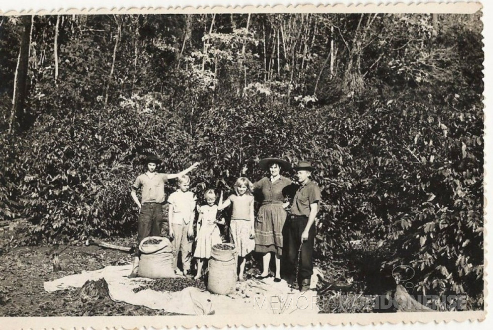 || Francisco e Alvine Strenske com os filhos na lavoura de café na chácara de sua propriedade na Sanga Borboleta, em fotografia de 1959. Da esquerda à direita: Guido, Haari, Ursula e Lizelote, Alvine e Francisco Imagem: Acervo Haari Stresnke - FOTO 1 -