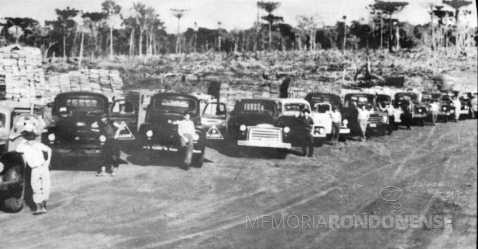 || Frota de caminhões da Maripá, por volta de 1956, usada no transporte de madeira serrada, grande dela exportada para a Argentina, via Porto Britânia.
Imagem: Acervo Orlando e Rafael Sturm - FOTO 1 -