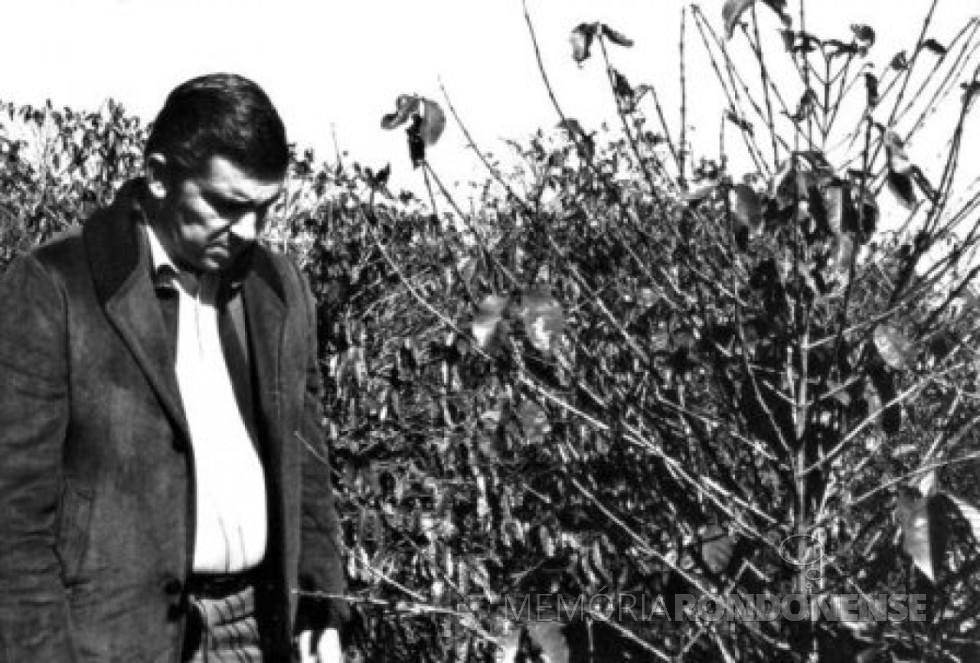 || O então governador Jayme Canet Júnior visitando os cafezais do Norte do Paraná atingidos pela geada negra de 1975. Ele próprio um cultivador de café na região. 
Imagem: Acervo http://www.jws.com.br  - FOTO 4 -