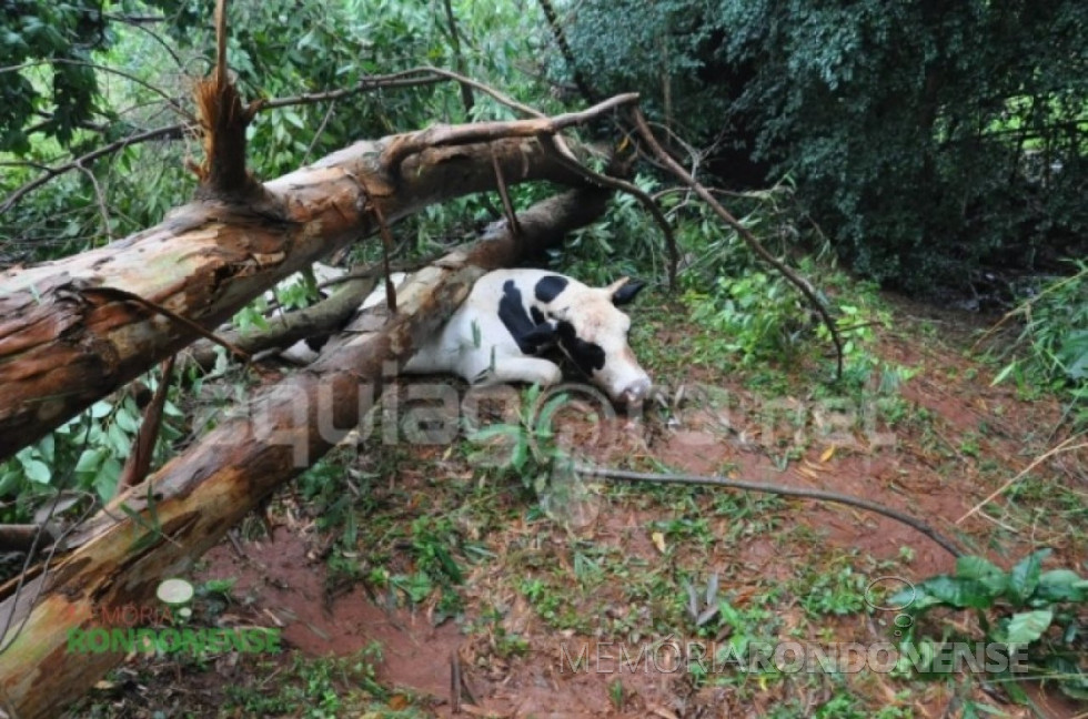|| Boi atingido e morto durante o temporal de 09 de dezembro de 2015, na propriedade de ...
Imagem: Acervo AquiAgora.net - FOTO 15 -