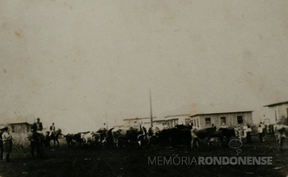 || A tropa de bovinos, conduzida por Germano Wiebusch, recém chegada a então vila de General Rondon, em 1951. A tropa posteriormente foi encaminhada para o potreiro da Maripá em Porto Britânia, até que o pioneiro conseguisse formar a pastagem em sua propriedade. 
Imagem: Acervo Memória Rondonense - FOTO 13  - 