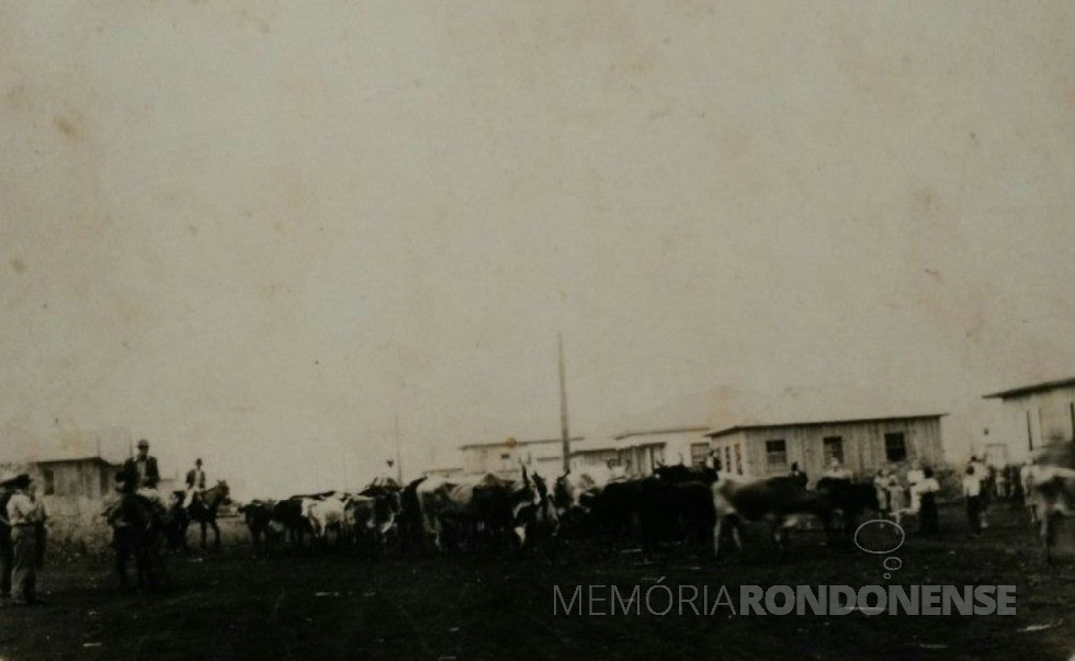 || A tropa de bovinos, conduzida por Germano Wiebusch, recém chegada a então vila de General Rondon, em 1951. A tropa posteriormente foi encaminhada para o potreiro da Maripá em Porto Britânia, até que o pioneiro conseguisse formar a pastagem em sua propriedade.
Imagem: Acervo Memória Rondonense - FOTO 14 -