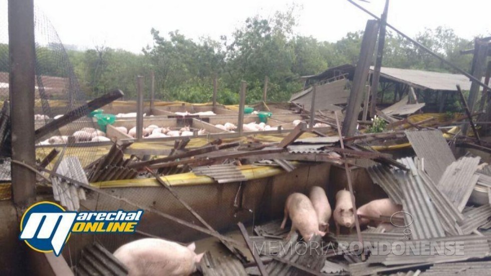 || Propriedade de criação de suínos no distrito de Iguiporã, destruída pelo temporal. 
Imagem: Acervo Marechal OnLine - FOTO 21 - 