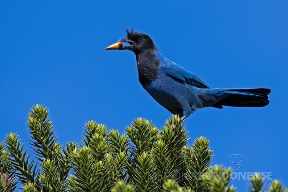 || Gralha-azul declarada ave- símbolo do Paraná, em 21 de novembro de 1984, pela Lei Estadual nº 7957.
Imagem: Divulgação - FOTO 5 - 