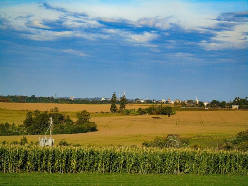 || Vista de plantação de milho na área suburbana de Marechal Cândido Rondon,  em meados de março de 2023.
Imagem: Acervo Grupo Marechal Cândido Rondon, Paraná - FOTO 19 -
