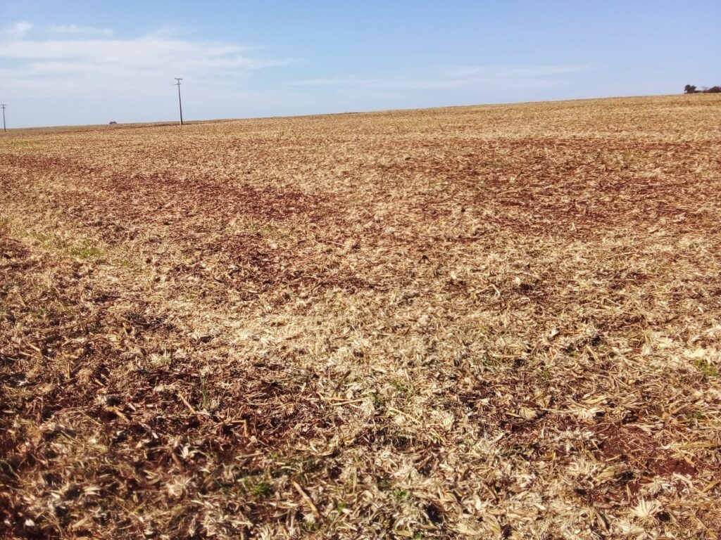 || Começo do final da tarde nos municípios de Marechal Cândido Rondon e Mercedes, em 17 de agosto de 2023.
Imagem clicada desde a Linhão São Luiz, divisa entre os dois municípios, em 17 de agosto de 2023. Vê-se o fima da colehita de milho.
Imagem: Acervo e crédito de Eli Marcon - FOTO 24 -