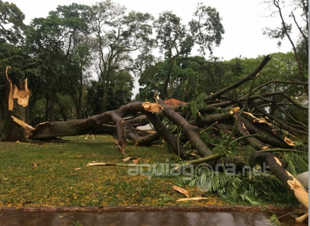 || Árvore mais alta da Praça Willy Barth, na cidade de Marechal Cândido Rondon, derrubada por rajadas de vento do temporal de 02 de outubro de 2019.
Imagem: Acervo AquiAgora.net -  Crédito: Fernanda Bourscheidt - FOTO 17 -
