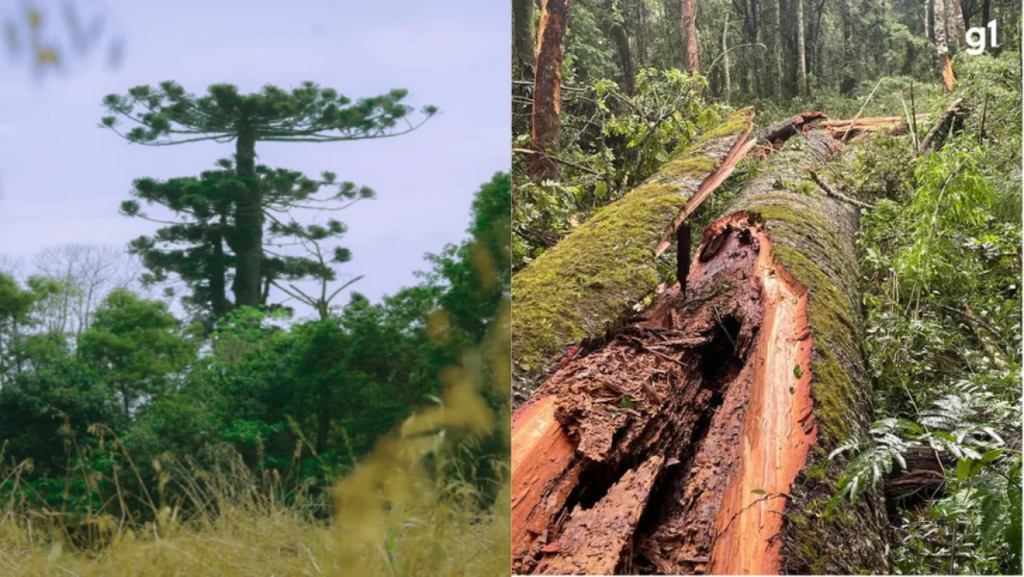 || Pinheiro mais alto do Paraná, derrubado pelos ventos e chuvas do dia 28 de outubro de 2023.
Imagem: Acervo Prefeitura Municipal de Cruz Machado - FOTO 36 -