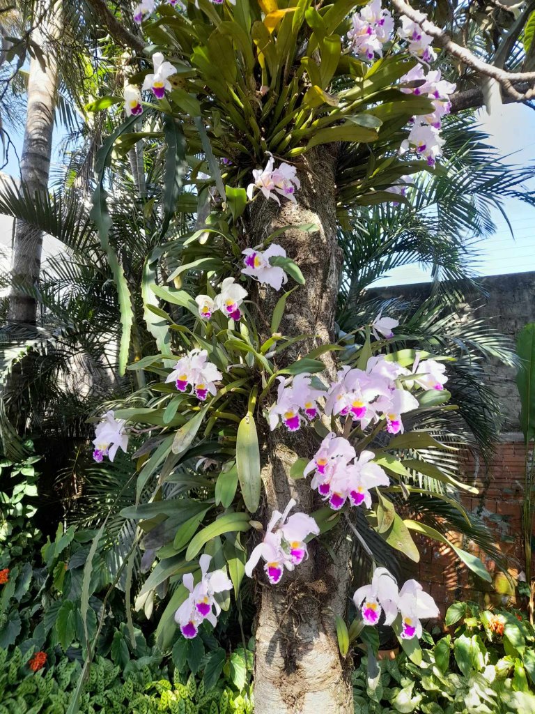 || Outro flagrante da Cattleya gaskeliana em flor, cultivada numa amexeira, no jardim do casal Elenita e Harto Viteck, em julho de 22023.
Imagem: Acervo do casal - FOTO 59 -