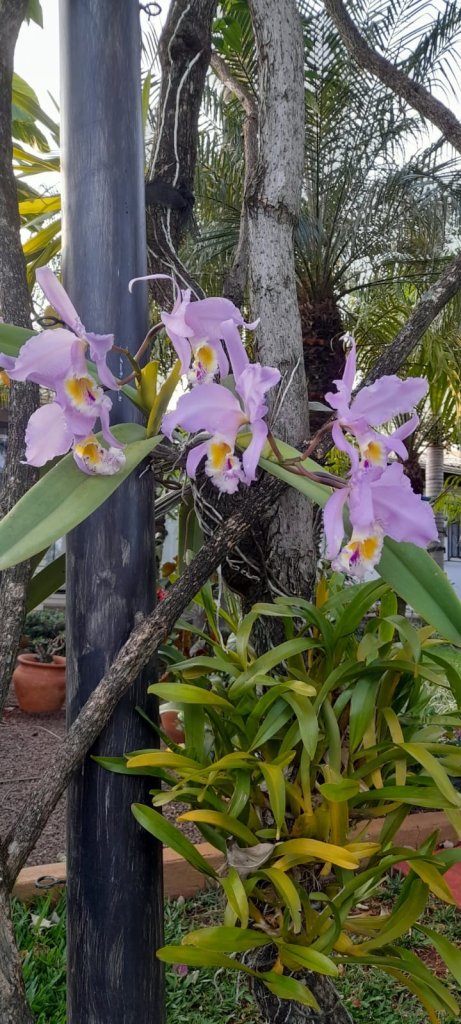 || Cattleya mossiae  tipo, flor nacional da Venezuela, em florada na coleção do historiador rondonense Harto Viteck, em 04 de outubro de 2024.
Imagem: Acervo Projeto Memória Rondonense- FOTO  30 -