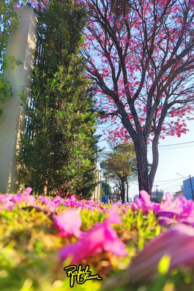 || Ipê rosa em flor na cidade de Marechal Cândido Rondon, na esquina das Ruas Paraná com a Independência, em 18 de agosto de 2024.
Imagem: Acervo e crédito do fotógrafo rondonense Rafael Orlando Sturm - FOTO 40 -