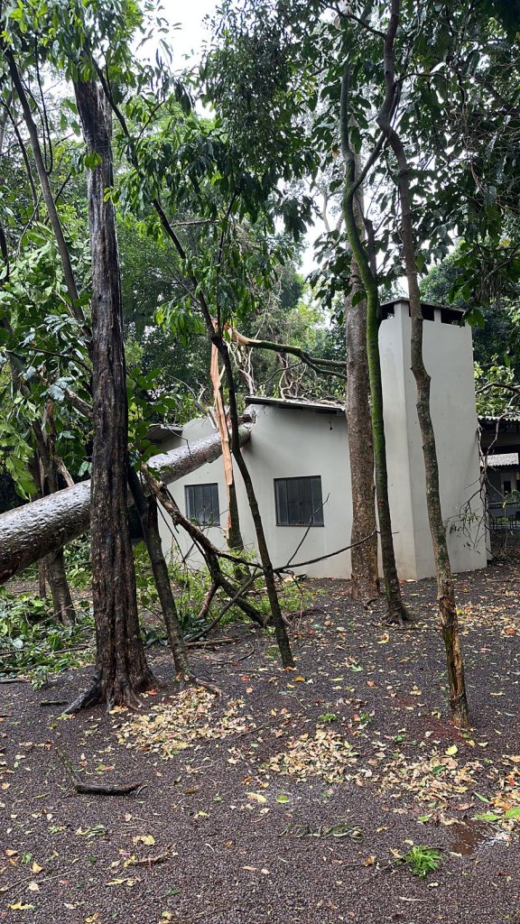 || Árvore caída com a força do temporal sobre área social da Associação Atlética Cultural Copagril, em setembro de 2023.
Imagem: Acervo Mídias Sociais - FOTO 30 -