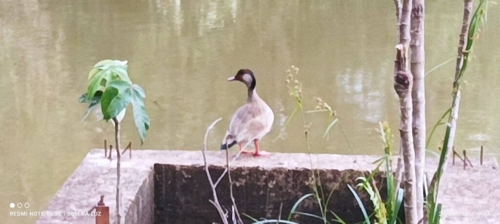 || Marreca ananaí (Amazonetta brasiliensis), da avifauna brasileira, descansando ao final da tarde no lago do Parque de Lazer Rodolfo Rieger, em Marechal Cândido Rondon, em 28 de setembro de 2023.
Imagem: Acervo e crédito Valdemir Sonda - FOTO 22 -