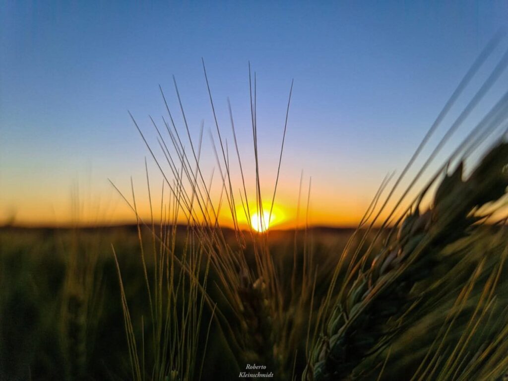 || Amanhecer na região da cidade de Nova Santa Rosa (PR), em 02 de setembro de 2025.
Imagem: Acervo o Presente - crédito de Roberto Kleinschmidt - FOTO 33 -
