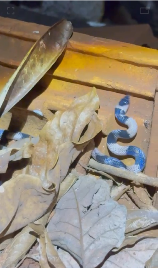 || Cobra coral albina avistada em Marechal Cândido Rondon (PR), em outubro de 2015.
Image: Acervo e crédito do rondonense Thiago Trento - FOTO 25 -