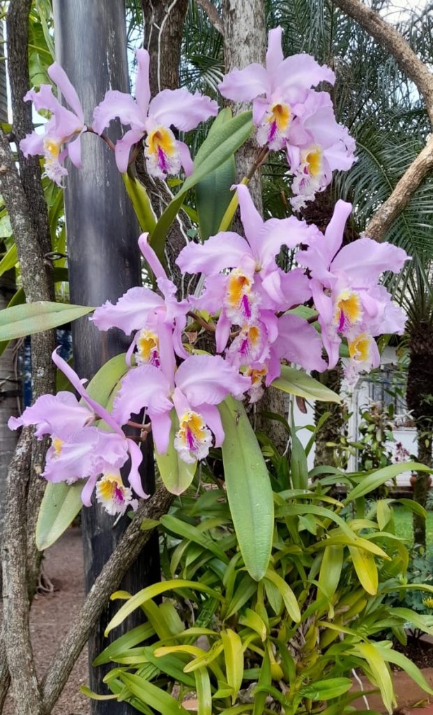 || Florada de "Catlleya mossiae var. tipo", orquídea nativa da Colômbia, plantada num bouganvíllea no jardim do historiógrafo rondonense Harto Viteck.
Imagem: Acervo Projeto Memória Rondonense - FOTO 32 -